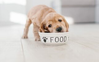 FSMA-hazard-analysis-pet-food-guidance